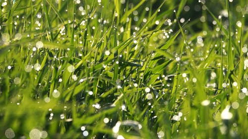 Close-up of Green Grass with Dew
