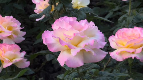 Close up of Pink Peace Roses in Bloom 