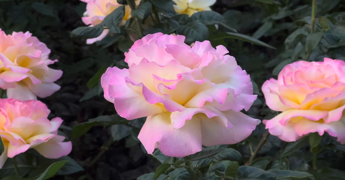 Pink Peace Close up of Pink Peace Roses in Bloom Free Stock Video Footage, Royalty ...