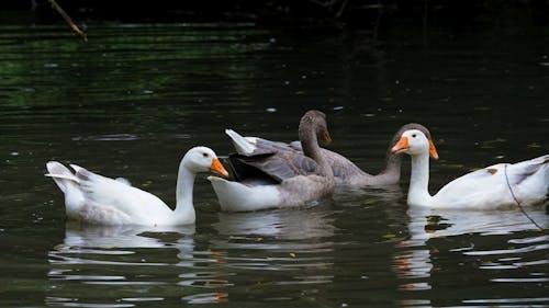 Group of Geese Floating on Water