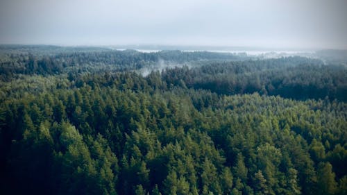 Drone Shot of Green Forest