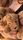 dog breed