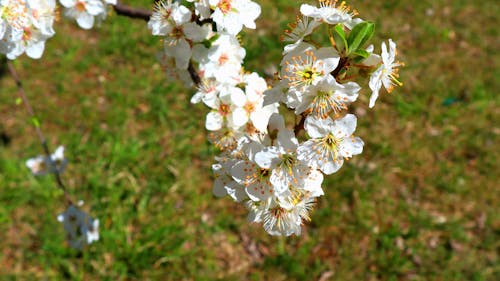 Close-up of Blossom on Tree Branch