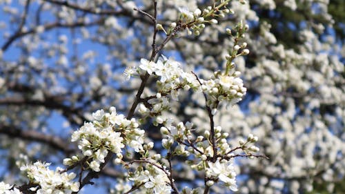 Close-up of Blossom on Branches of Tree
