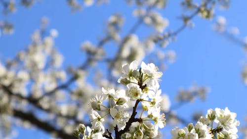 Close-up of Blossom on Tree Branches