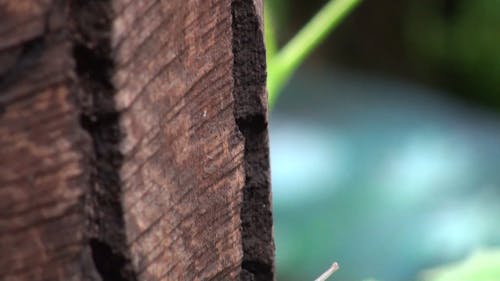 Snail Crawling up a Tree