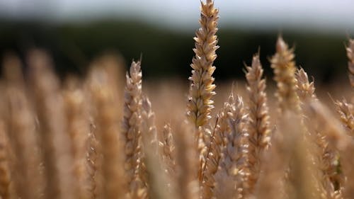 Close up of Wheat Sprigs Swaying in the Wind