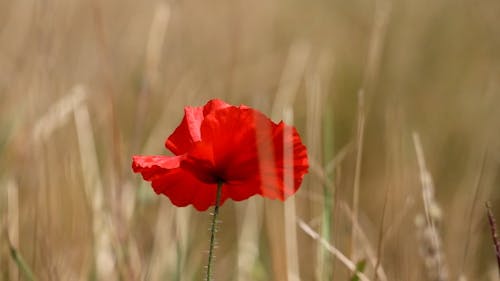 Close up of a Red Flower in a Field 