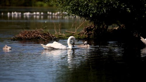 White Swans and Cygnets Swimming in a Lake 