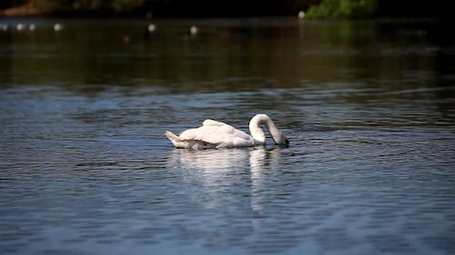 A White Swan and a Cygnet Swimming in a Lake