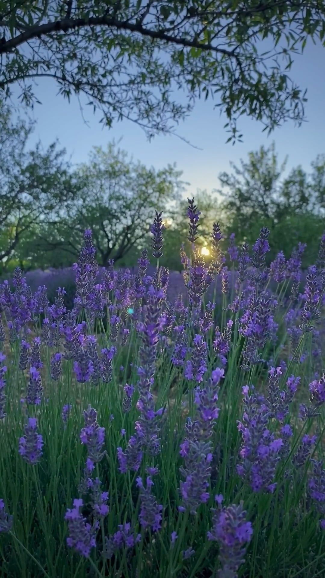 Video by Kadir Akman