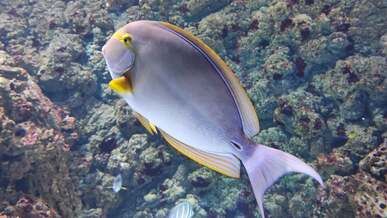 close up of fish swimming underwater