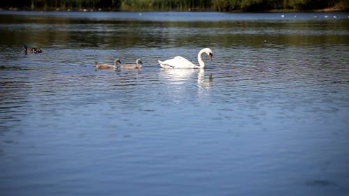 Swan and Ducks on Lake