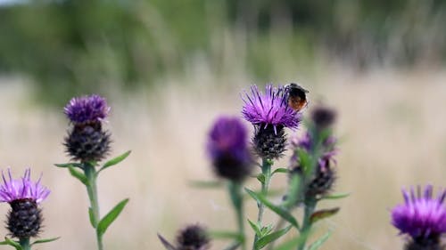 A Bumblebee on a Thistle Flower 