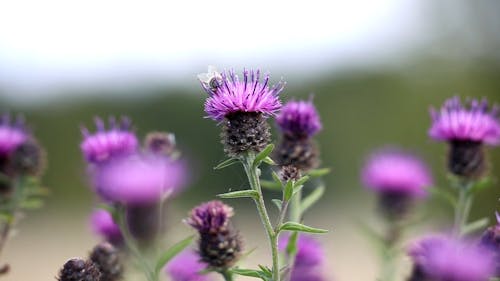 A Bee on a Thistle Flower 