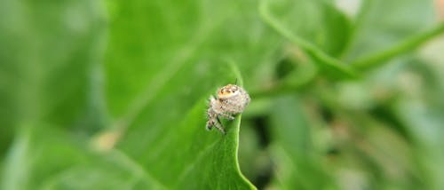 A Jumping Spider on a Green Leaf