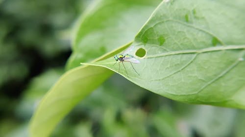 Green Mosquito on the Green Leaf