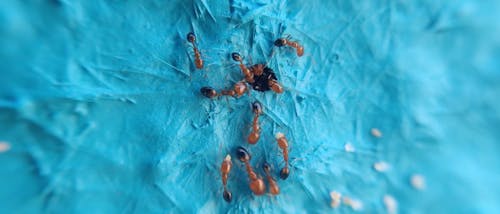 Red Ants Nest on the Wall