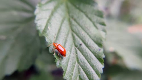 Red Lily Beetle walks on leaf