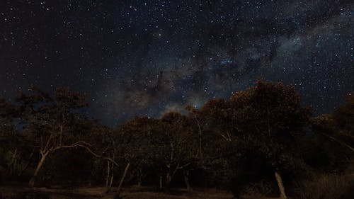 Time Lapse of the Milky Way over Forest Trees on a Clear Night Sky