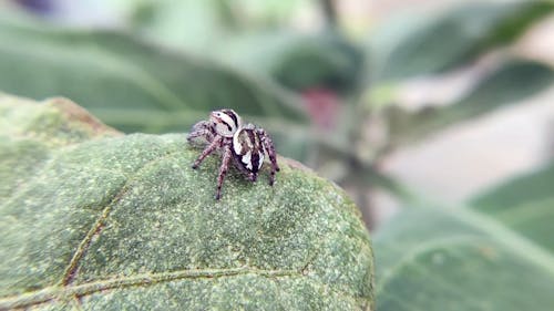 Jumping spider on leaf