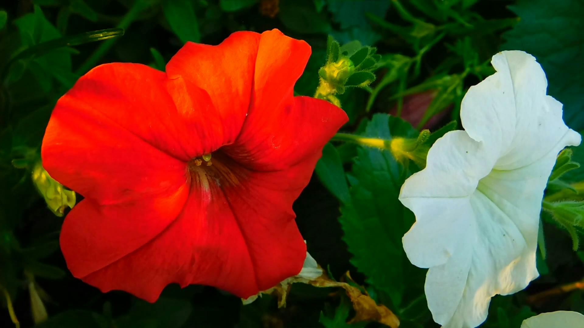 Red And White Petunias · Free Stock Video