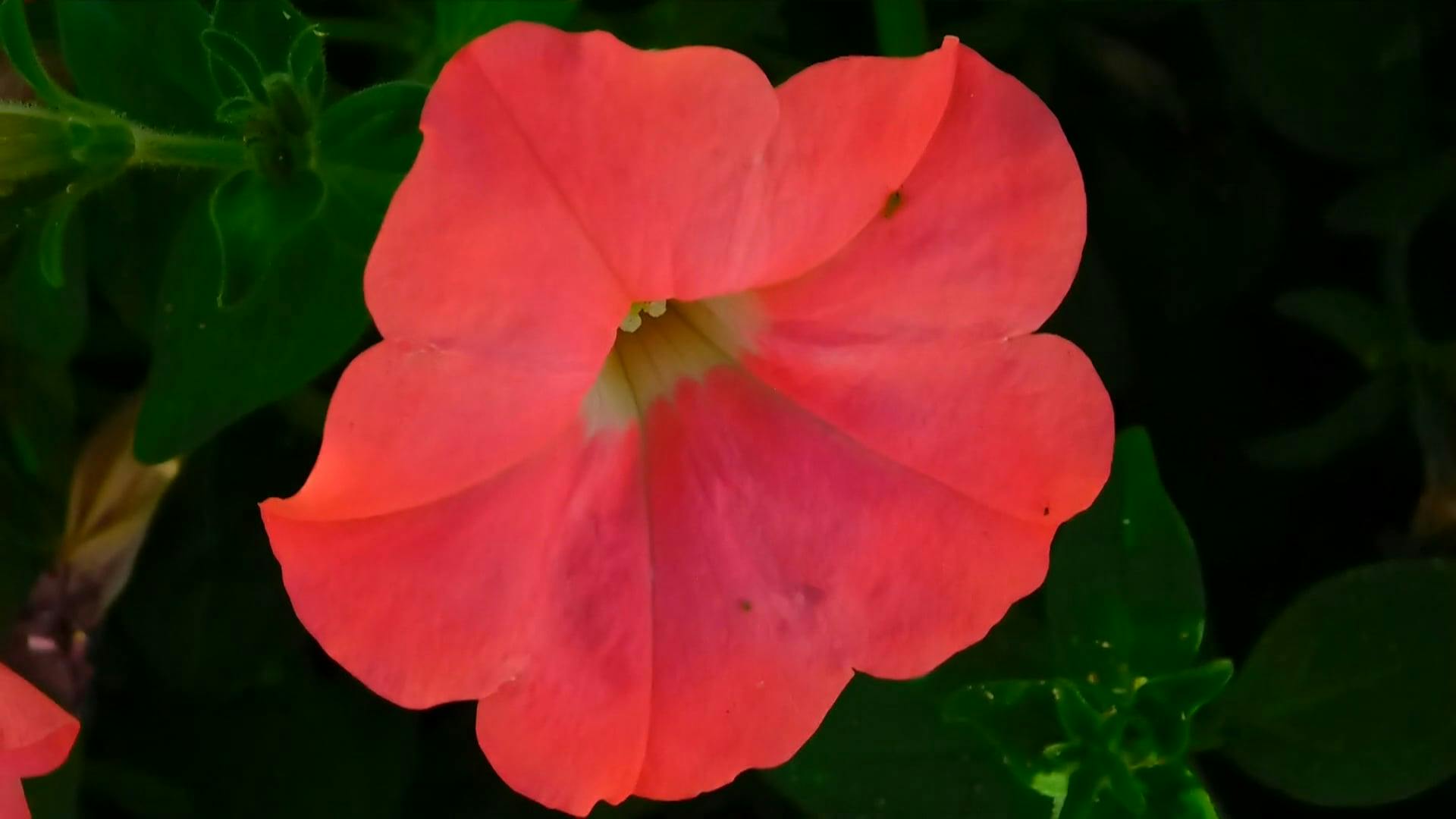 Video Of Flower Blooming Free Stock Video Footage, RoyaltyFree 4K & HD