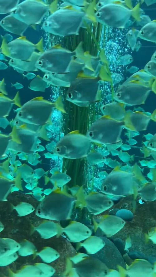 School of Fish Swimming in an Aquarium