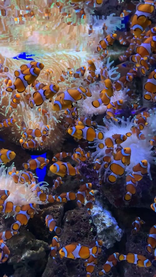 School of Clownfish among Sea Anemone
