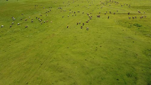 Cows on Pasture