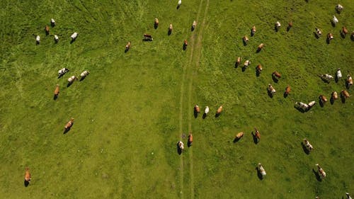 Cows on Pasture