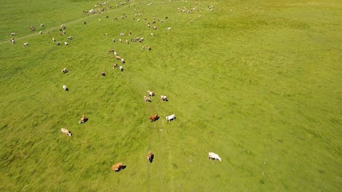 Cows on Grass Pasture