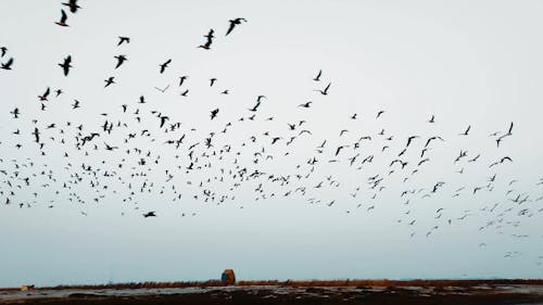 A Flock of Birds Flying over a Body of Water
