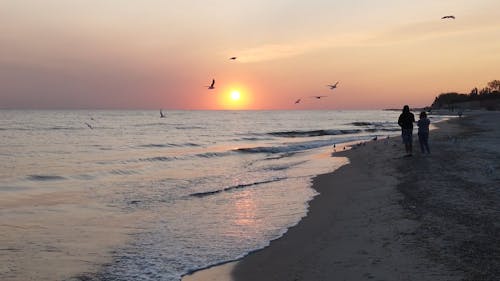 Silhouettes of People and Seagulls on the Beach at Sunset