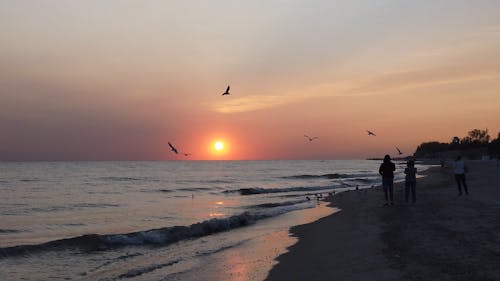 People and Seagulls on the Beach at Sunset