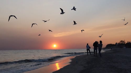 People Taking Photos and Seagulls Flying on the Beach at Sunset