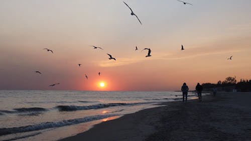  Seagulls Flying and People Walking on the Beach at Sunset