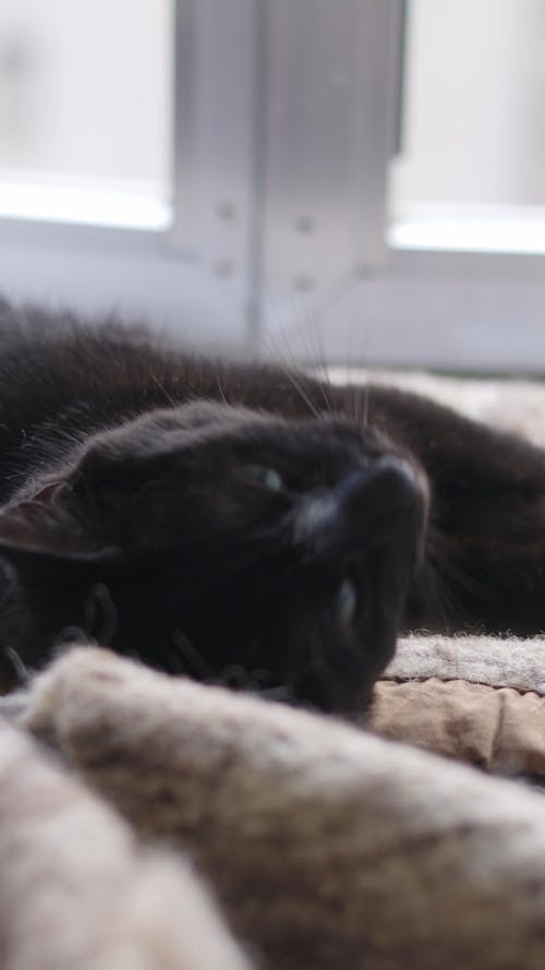 Close up of a Playful Black Cat Rolling on its Back 