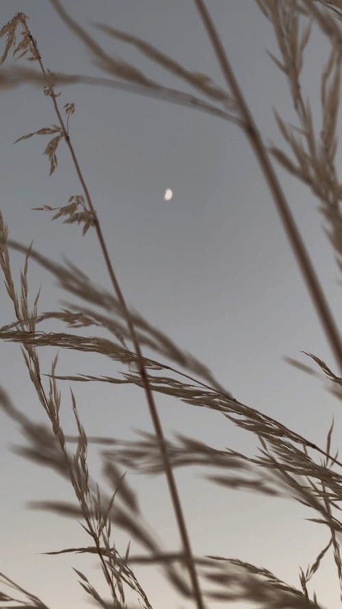 Low Angle View of Tall Wild Grass and the Moon 