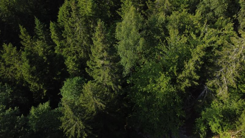 Drone Footage of a Dense Forest Free Stock Video Footage, Royalty-Free ...