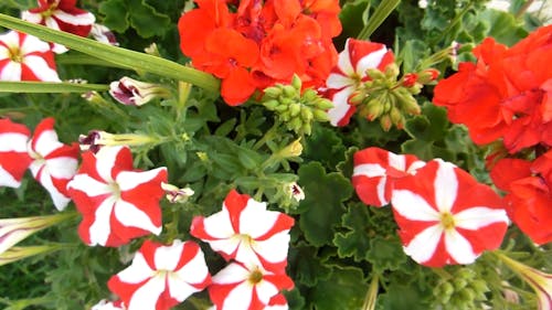 Red And White Petaled Flowers