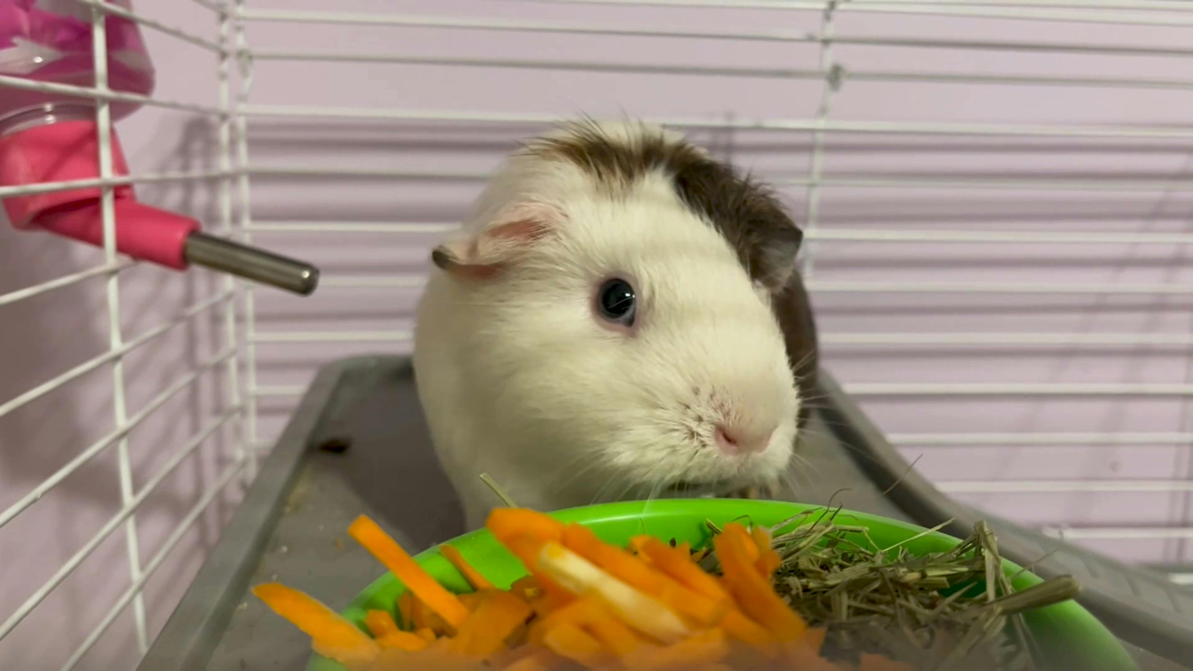 Hamster Eating Vegetables Free Stock Video Footage, RoyaltyFree 4K