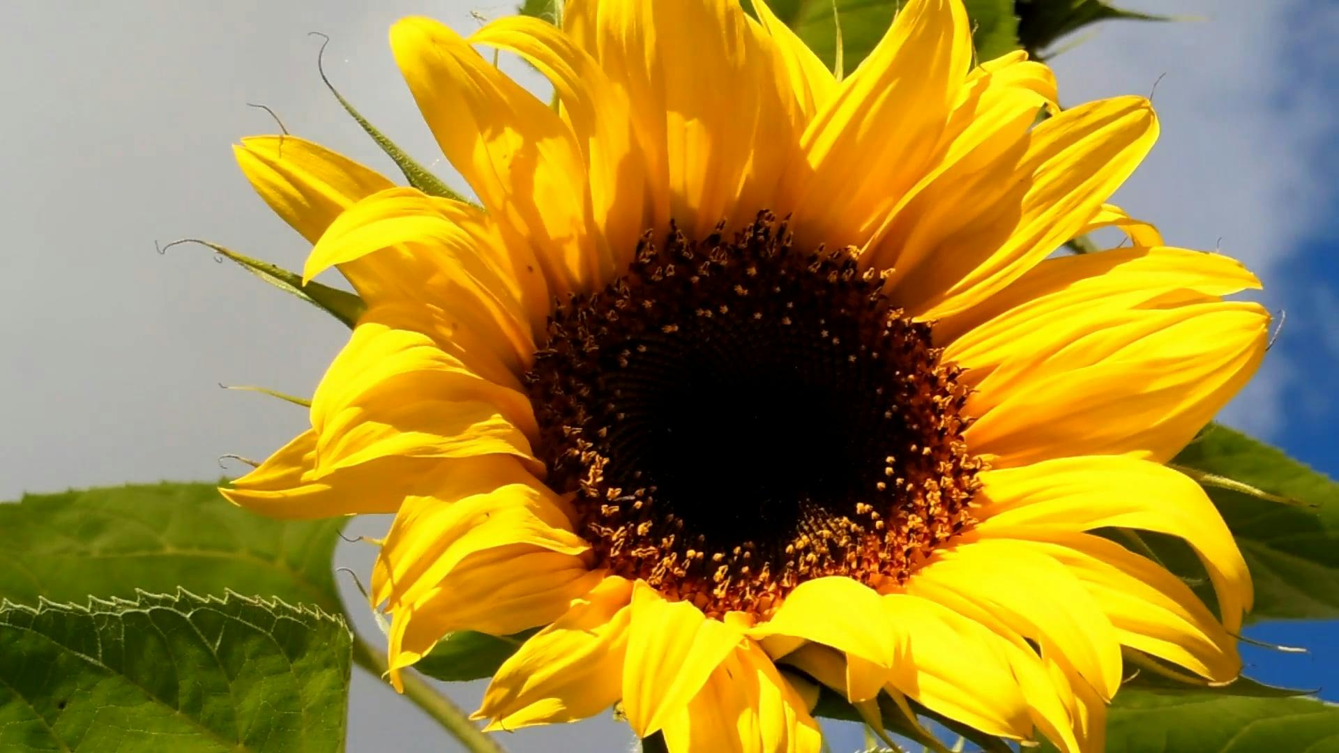 Sunflower Videos, Download The BEST Free 4k Stock Video Footage ...