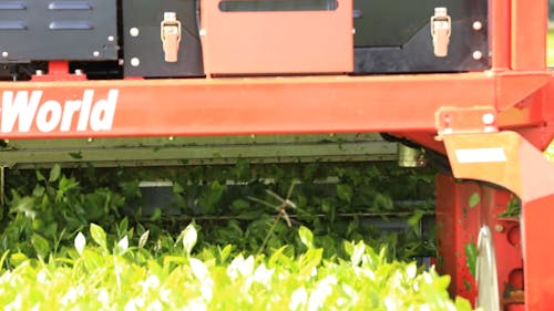 Combine Harvester Working on Field