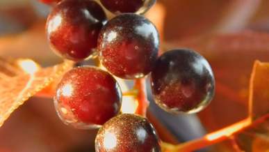 close up photo of berries