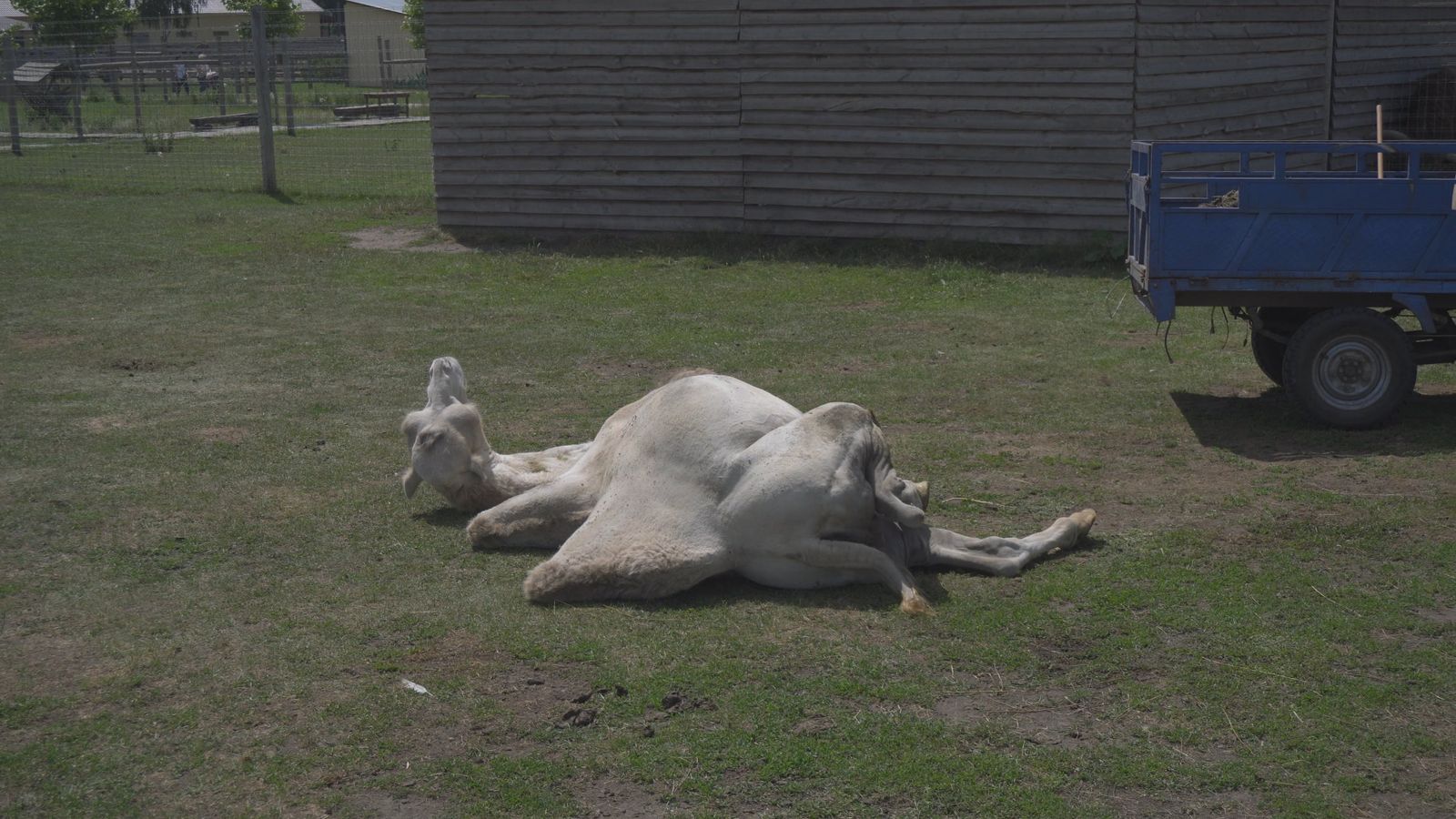 Camel Rises in Open Range Zoo Landscape Free Stock Video Footage ...