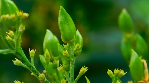 Macro Video of Flower Buds