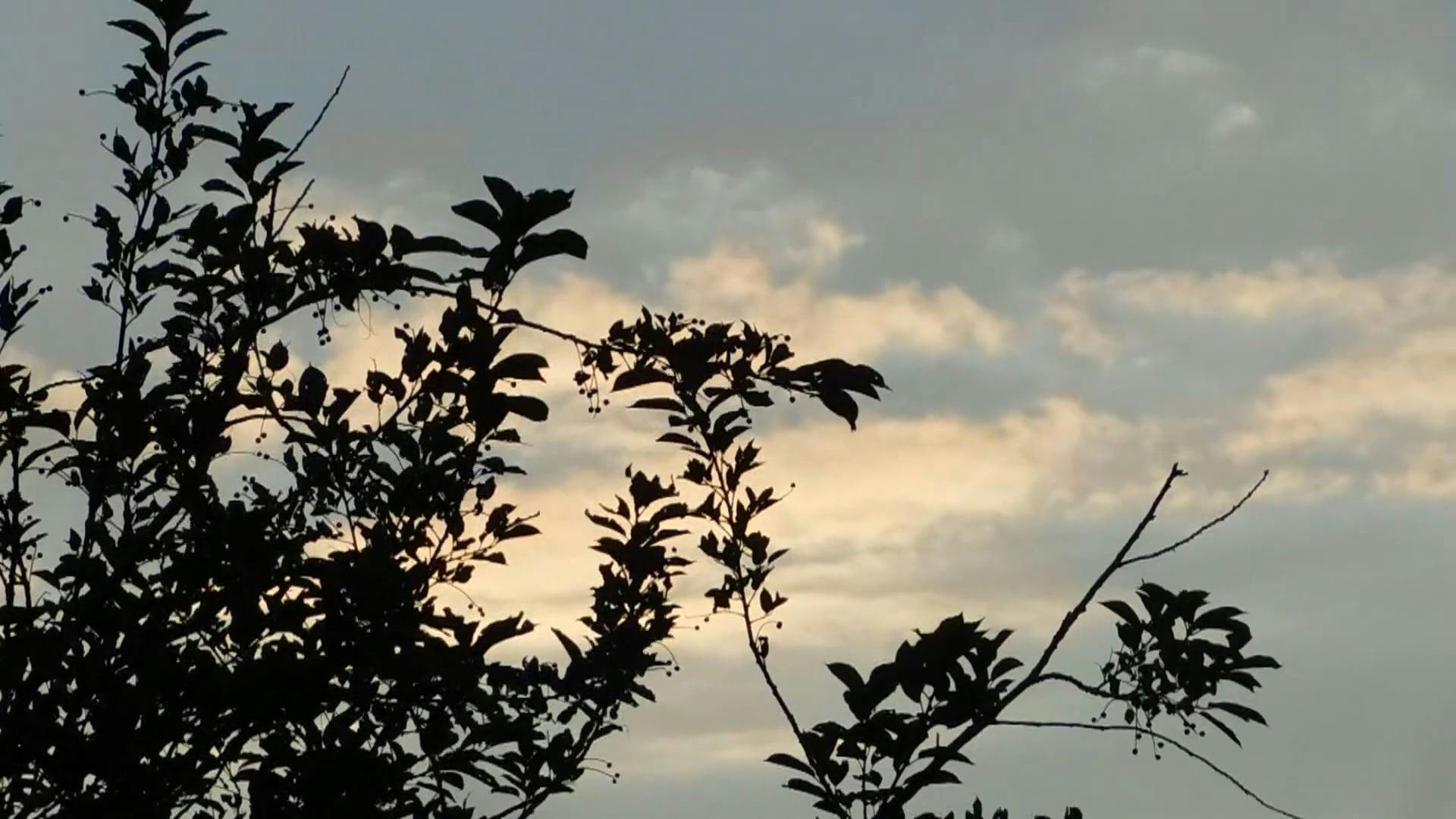Video by Zuzanna Musial