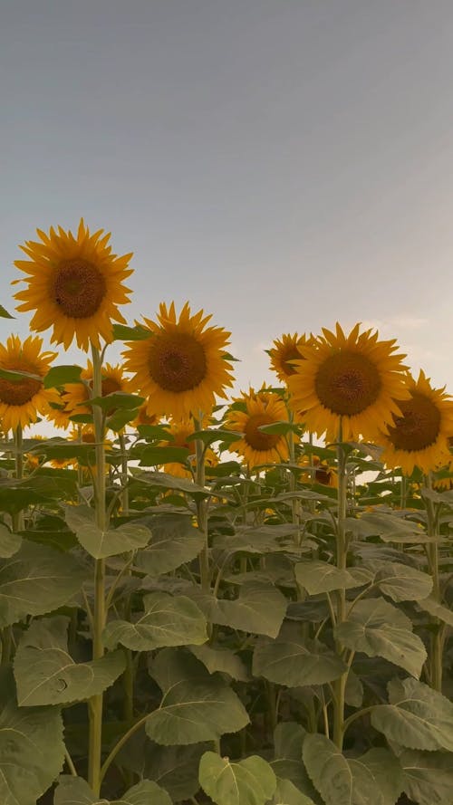 Tracking Shot of a Sunflower Field in Bloom