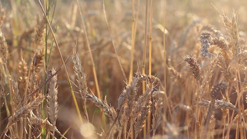 Golden Wheat in a Field 